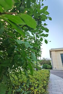 绿意盎然的庭院小径