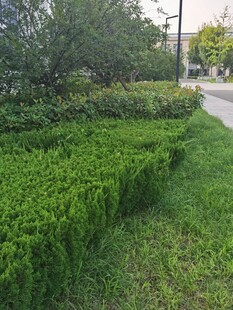 整齐绿植景观