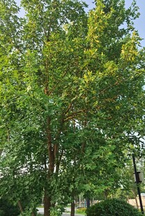 绿树成荫的户外景致