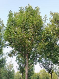 夏日葱郁树木景观