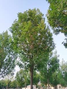 夏日葱郁树木景观