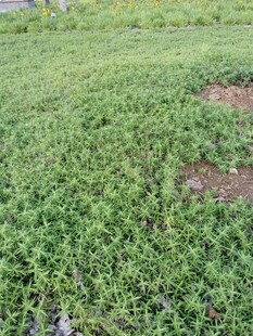 嫩绿草地生机盎然