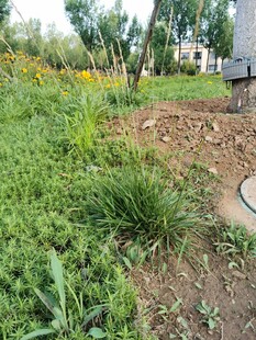 户外草地与泥土景观