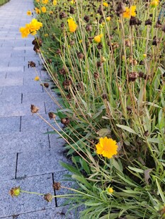 路边绽放的黄色小花