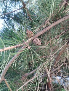 松树枝干上的松果特写