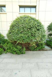 球形绿植装点建筑角落
