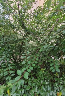 繁茂绿植盎然的景象