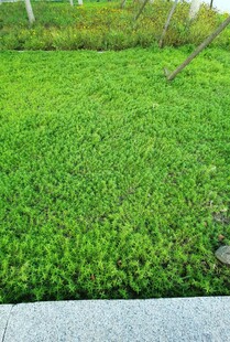 翠绿草坪清新自然景致