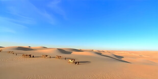 沙漠驼队