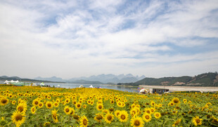 湖畔花海露营地
