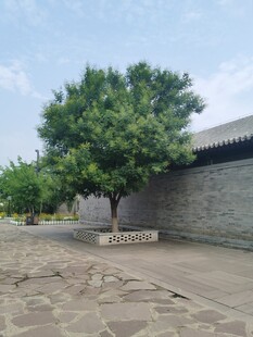 庭院中的葱郁绿树