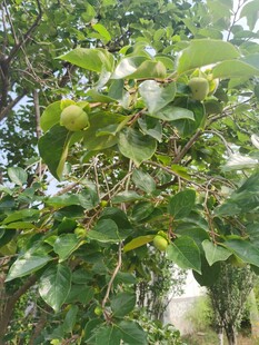 枝头青果绿叶相伴