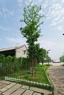 庭院中的绿树与石板路