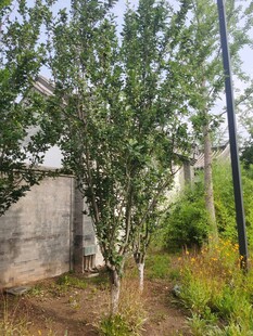 庭院中的绿树与周边植物