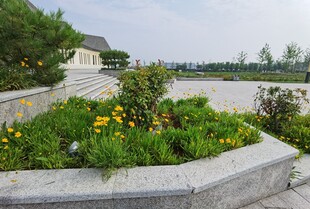 花园景致中的多彩花卉