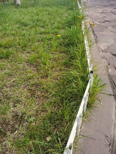 路边草地与水泥路面景象