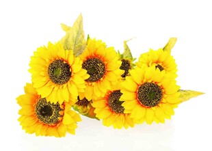 一束灿烂的黄色向日葵