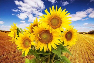 田野中的向日葵绽放