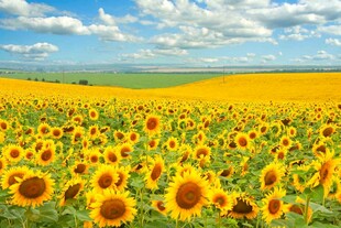 金色向日葵花海美景