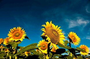 蓝天映衬下的灿烂向日葵