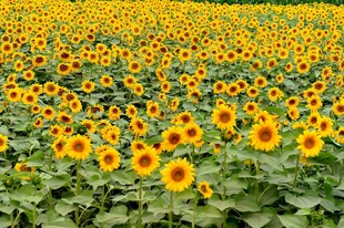 金色向日葵花海美景