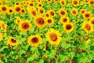 向日葵花海绽放