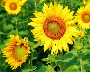 灿烂向日葵绽放于绿野