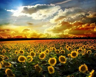 夕阳下的向日葵花海