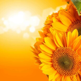 阳光下的灿烂向日葵