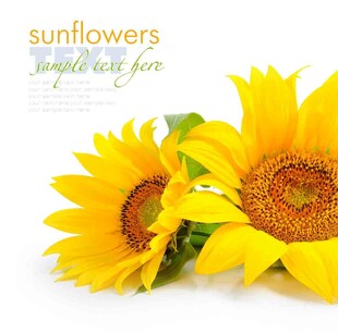 两朵绽放的美丽向日葵