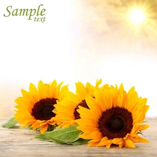三朵向日葵置于木桌上