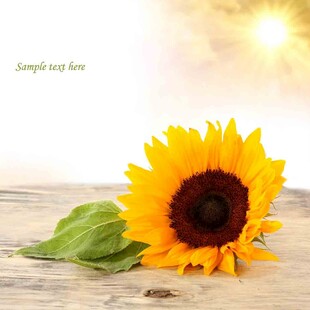 阳光下的单枝向日葵