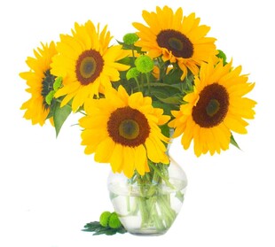 花瓶中的向日葵花束