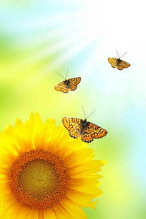 向日葵上的蝴蝶飞舞