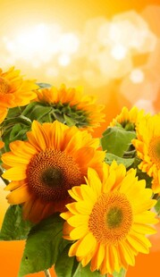 灿烂向日葵绽放美好