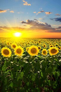 夕阳下的向日葵花海