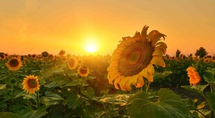 夕阳下的向日葵花海