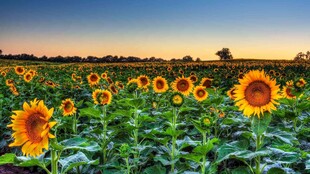 夕阳下的向日葵花海