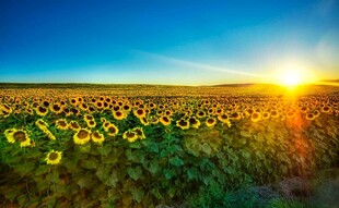 夕阳下的向日葵花海