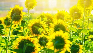 阳光下的向日葵花海