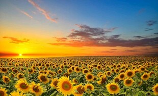 夕阳下的向日葵花海