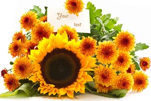 一束灿烂绽放的向日葵