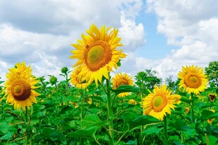 金黄向日葵花海美景