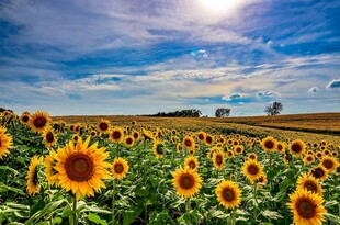 向日葵花海沐浴灿烂阳光
