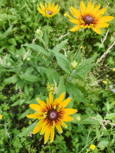 美丽黑心菊绽放于绿野