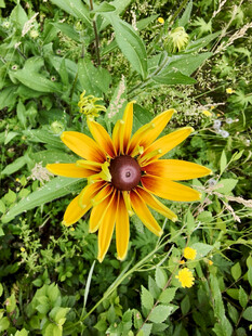 黄色黑心菊绽放于绿叶间