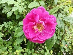 娇艳粉色蔷薇花绽放