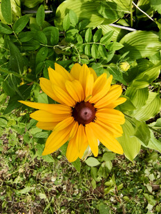 黄色黑心菊绽放于草丛中