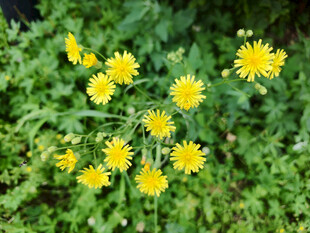 黄色小花绽放于绿叶间