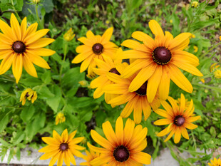 黄色黑心菊绽放于绿叶间